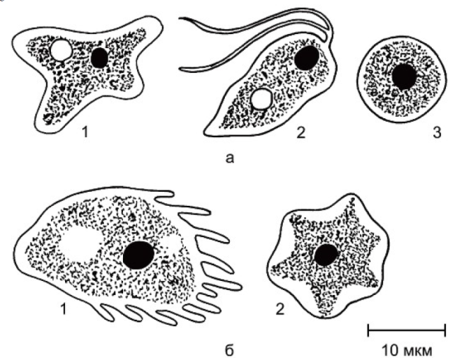 Протозоозы. Амебы группы Limax. Амеба Лимакс строение. Свободноживущие патогенные амебы. Циста амебы строение.