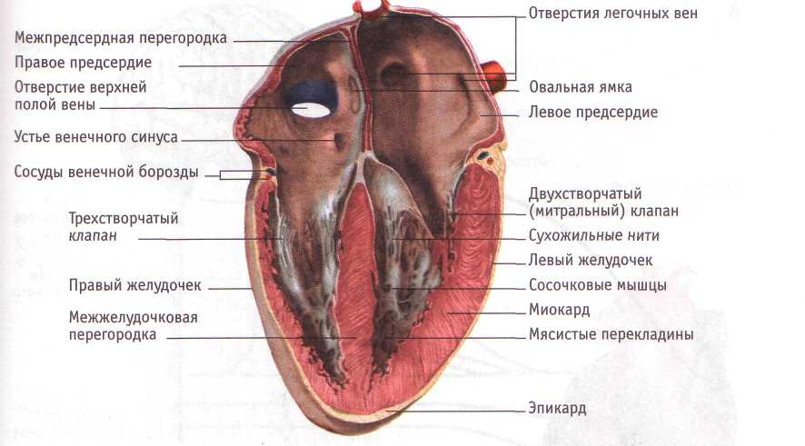 Миокард латынь. Сердце продольный разрез вид спереди. Строение сердца фронтальный разрез. Овальная ямка правого предсердия. Строение правого предсердия анатомия.