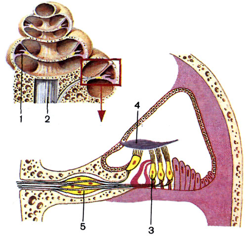 Эндолимфа улитки. Строение улитки внутреннего уха человека. Слуховой анализатор строение улитки. Строение улитки внутреннего уха. Строение улитки внутреннего уха анатомия.