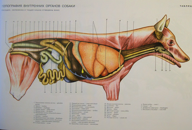 Внутреннее строение органов животных. Топография внутренних органов собаки. Топография органов брюшной полости коровы. Топография брюшной полости собаки. Топографическая анатомия собака внутренние органы.