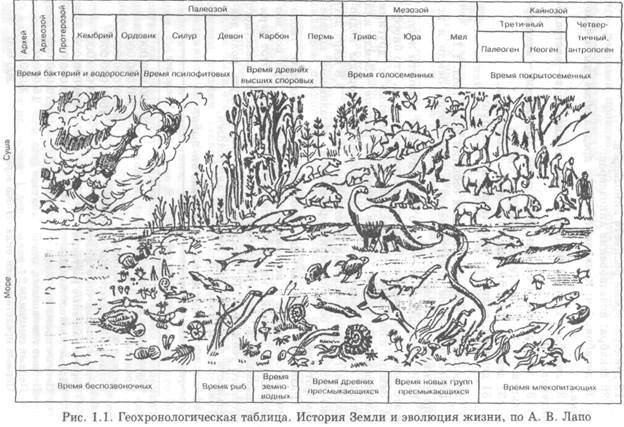 Эры и периоды в развитии жизни. Геохронологическая шкала развития жизни на земле таблица. Геохронологическая история земли основные этапы эволюции.