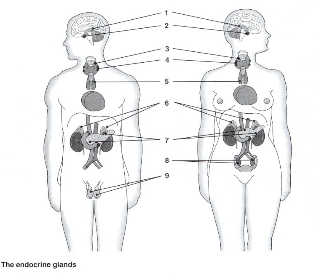 Рисунок эндокринной системы человека. Эндокринные железы схема. Схема расположения эндокринных желез. Железы внутренней секреции человека рисунок. Эндокринные железы человека схема.