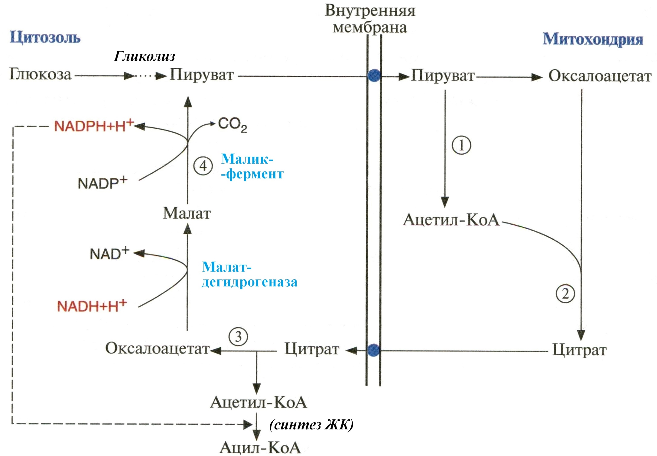 Ацетил коа в митохондриях. Малат в пируват. Малик фермент Синтез жирных кислот. Перенос ацетильных остатков из митохондрий в цитозоль. Схема переноса ацетильных остатков из митохондрий в цитозоль.
