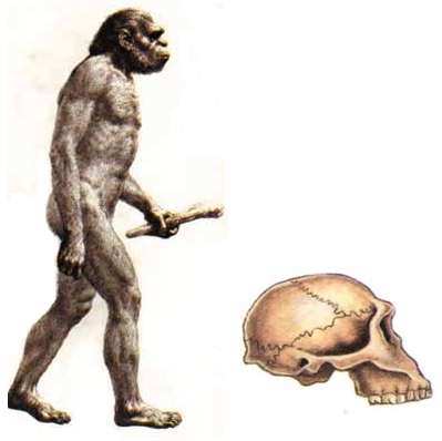 Человек прямоходящий. Эволюция человека homo habilis. Человек прямоходящий это австралопитек. Протоантропы (австралопитеки),. Хомохабилиз в полный рост.