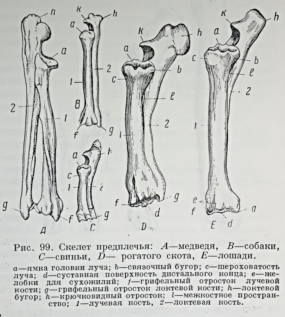 Скелет конечностей собаки. Кости предплечья КРС. Локтевая кость собаки анатомия. Локтевая и лучевая кость собаки. Локтевая кость собаки строение.