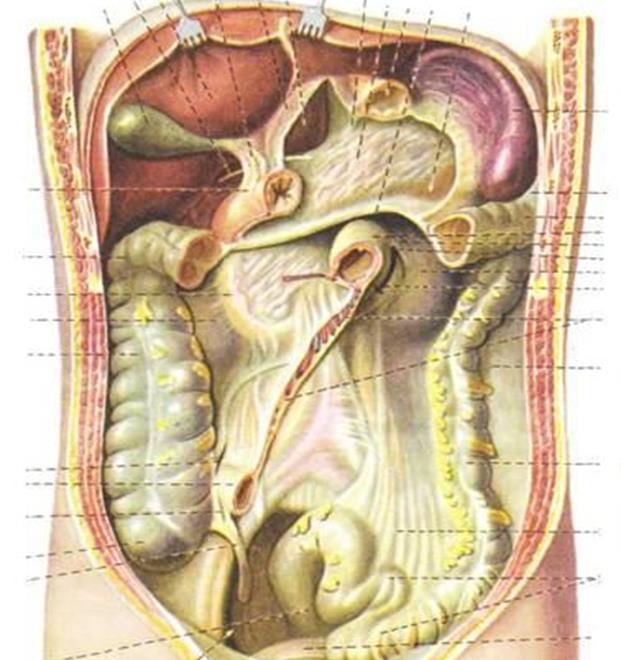 Женский орган между. Анатомия органов брюшной полости. Топографическая анатомия брюшной полости человека. Атлас брюшины анатомия. ОБП органы брюшной полости.