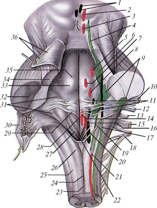 Ядра черепных нервов моста. Ромбовидная ямка ядра черепных нервов. Проекция ядер черепных нервов на ромбовидную ямку. Ромбовидная ямка продолговатого мозга анатомия. Ядра черепных:нервов 4 желудочек.
