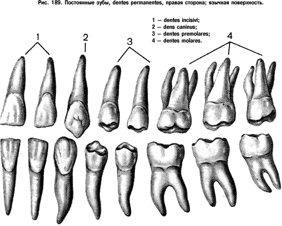 Зуб семерка верхний. Резцы клыки премоляры моляры анатомия. Зубы анатомия 4 и 5 нижняя челюсть. Анатомия зубов верхней и нижней челюсти. Строение 4 зуба верхней челюсти.