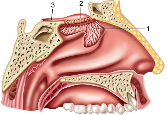 Гребень перегородки. Носовая полость обонятельная область анатомия. Обонятельная и дыхательная области носовой полости. Обонятельная область полости носа анатомия. Обонятельная зона носа анатомия.