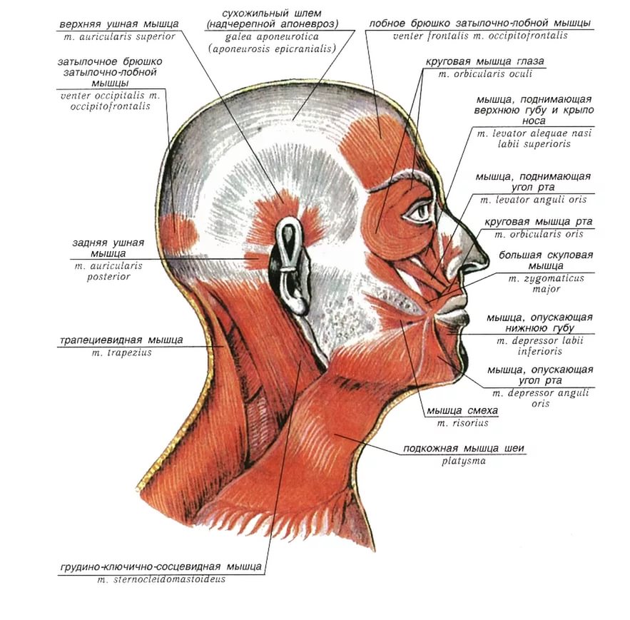 Как называется затылок. Мимические мышцы головы и шеи сбоку. Мышцы лица и шеи вид сбоку. Мышцы головы и шеи анатомия. Мышцы лица анатомия вид сбоку.