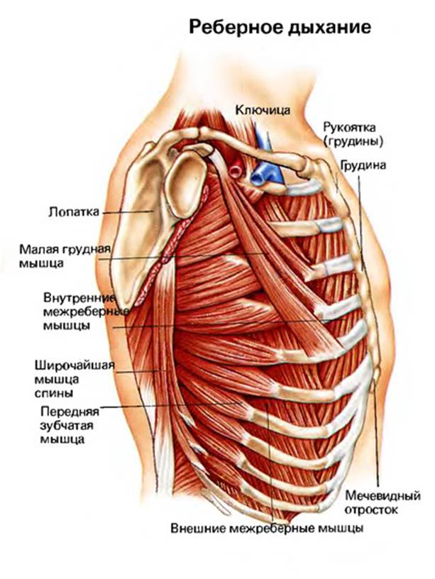 Что находится снизу ребер. Мышцы под ребрами. Мышцы около ребер. Мышцы на ребрах спереди.