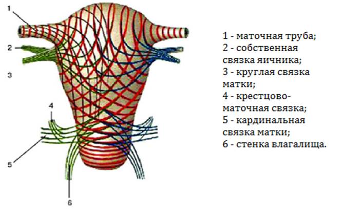 Маточных связки матки. Крестцово маточные связки анатомия. Круглая и широкая связка матки. Кардиальная связка матки. Кардинальные связки матки.