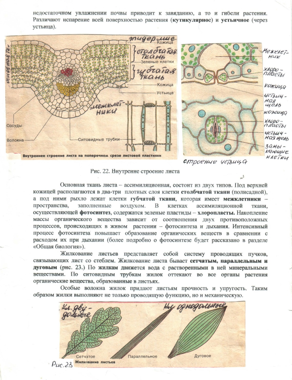 Какие клетки образуются листовую пластинку