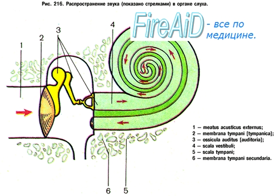 3 отдела улитки. Улитка анатомия орган слуха. Строение улитки анатомия орган слуха. Схема внутреннего уха улитка. Орган слуха строение улитки.