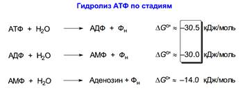 Реакция расщепления атф. Схему гидролитического расщепления АТФ В организме. Схема гидролиза АТФ. Гидролиз АТФ реакция. Уравнение реакции гидролиза АТФ.