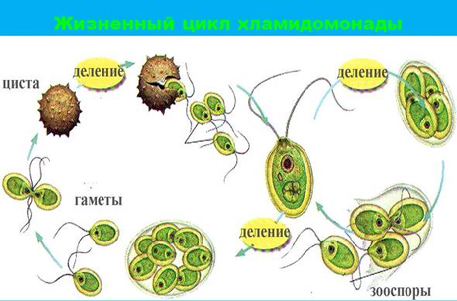 Стадии жизненного цикла зеленых водорослей