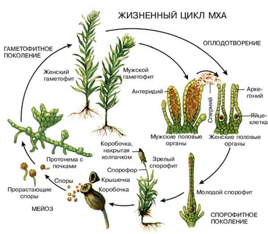 Спорофит описание. Жизненный цикл моховидных растений схема. Жизненный цикл мохообразных схема. Жизненный цикл мха сфагнума схема. Жизненный цикл сфагнума схема.