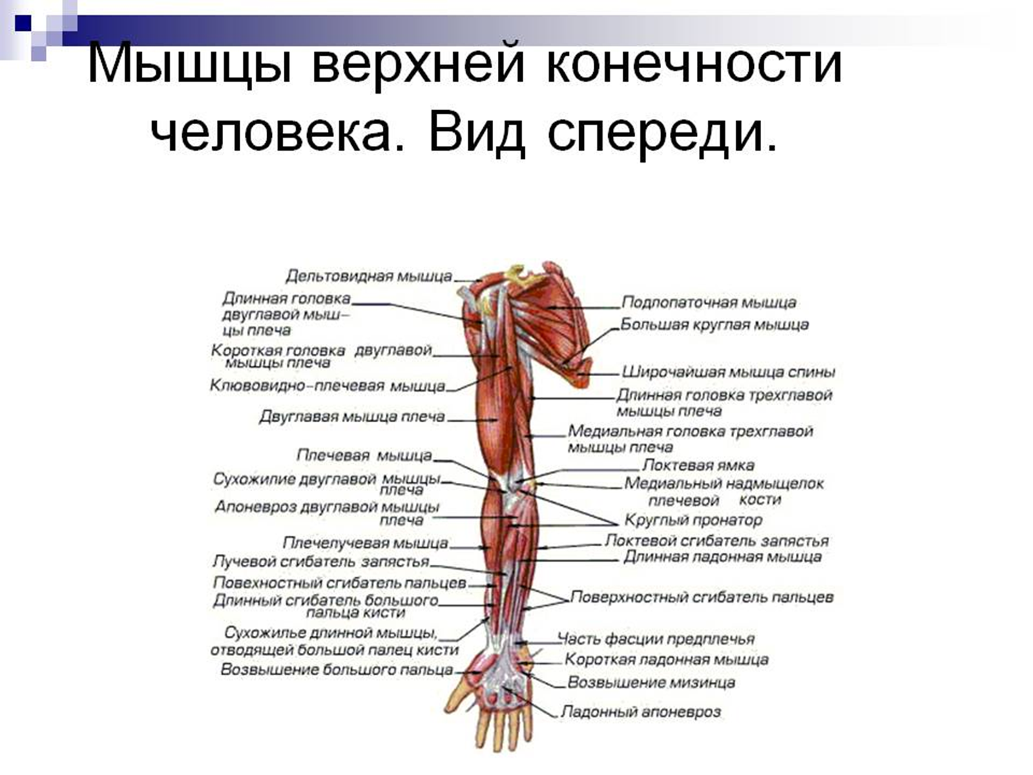 Части верхней конечности человека. Мышцы свободной верхней конечности анатомия строение. Мышцы верхней конечности анатомия вид спереди. Мышцы плечевого пояса и свободной верхней конечности. Мышцы свободной верхней конечности мышцы плеча.