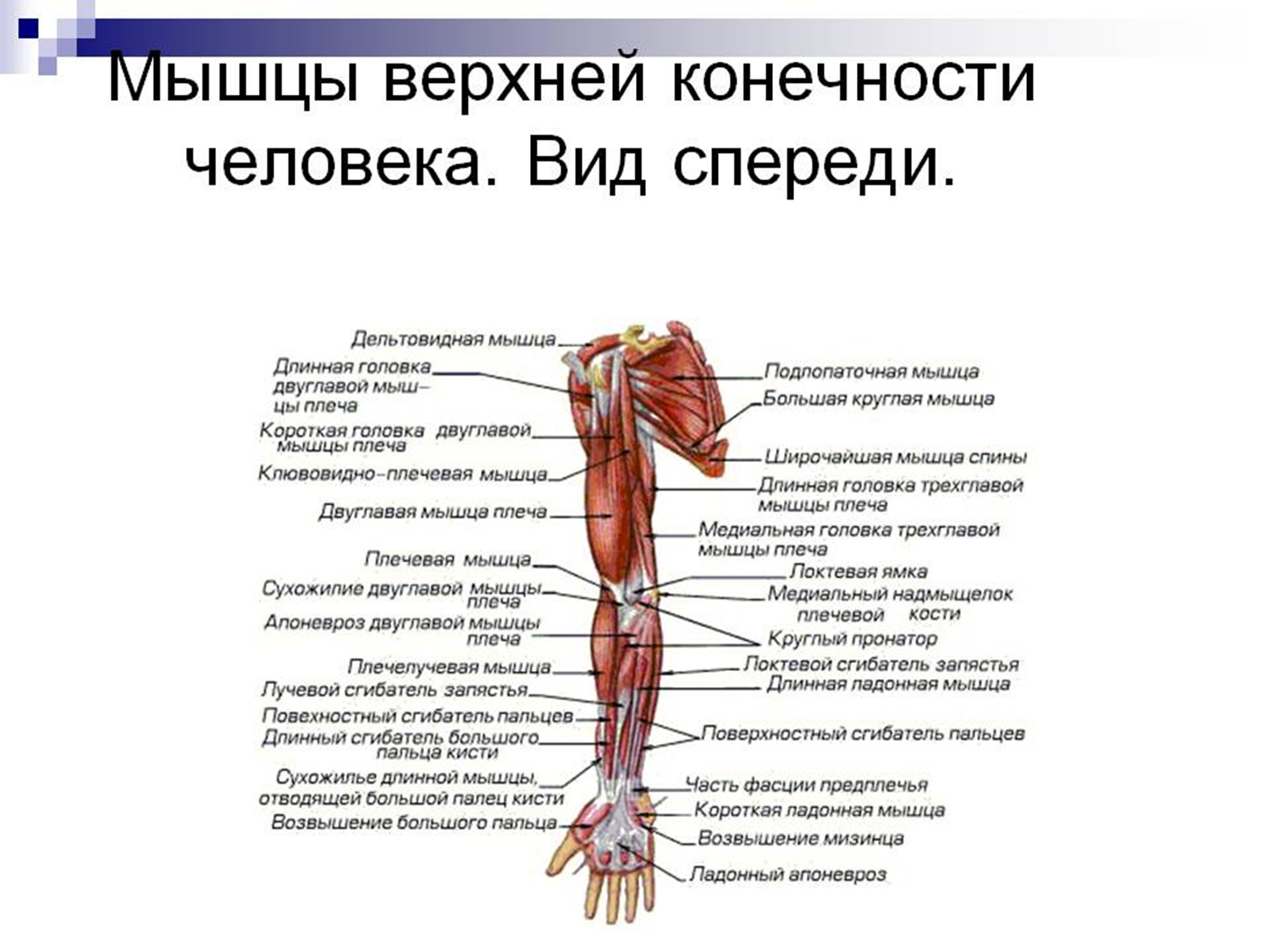 Части верхней конечности человека