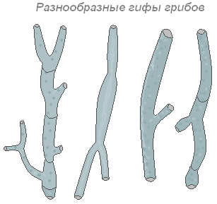 Гифы гриба это. Разнообразные гифы грибов. Рефы грибов. Нити гифы у грибов. Разновидности гиф гриба.