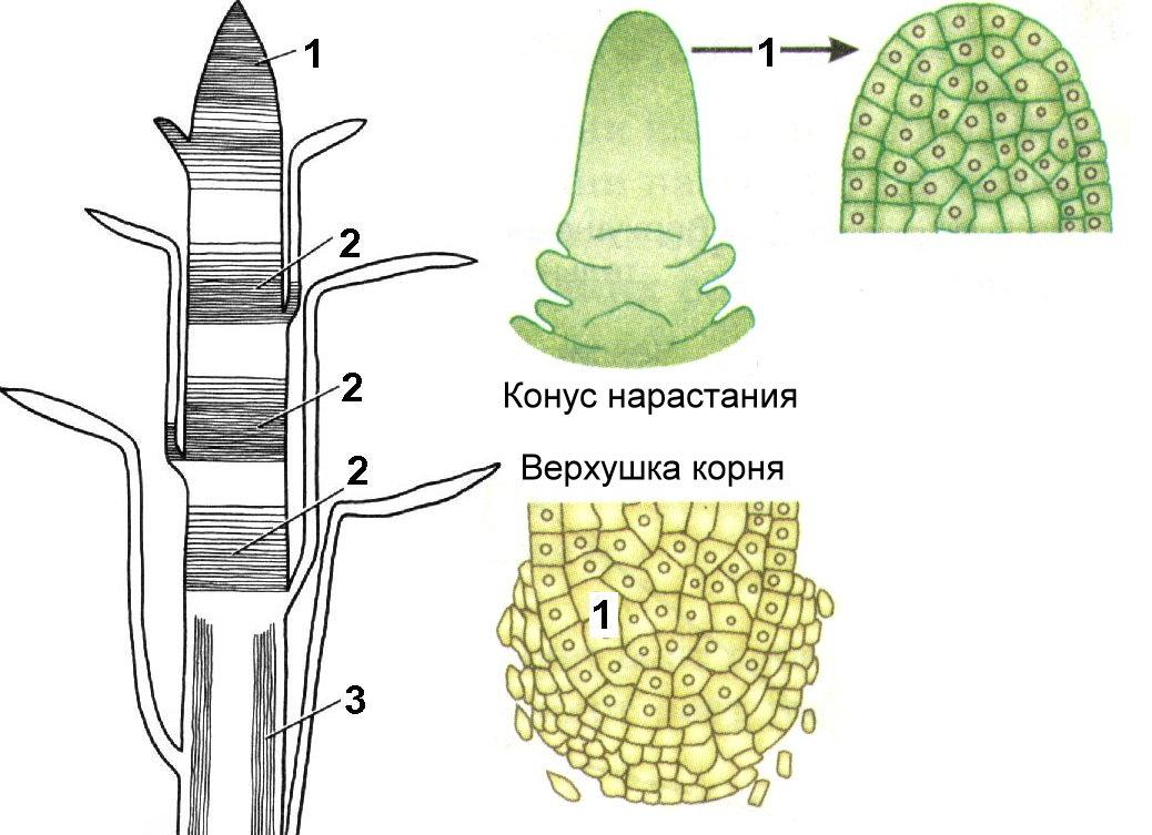 Меристематические ткани растений