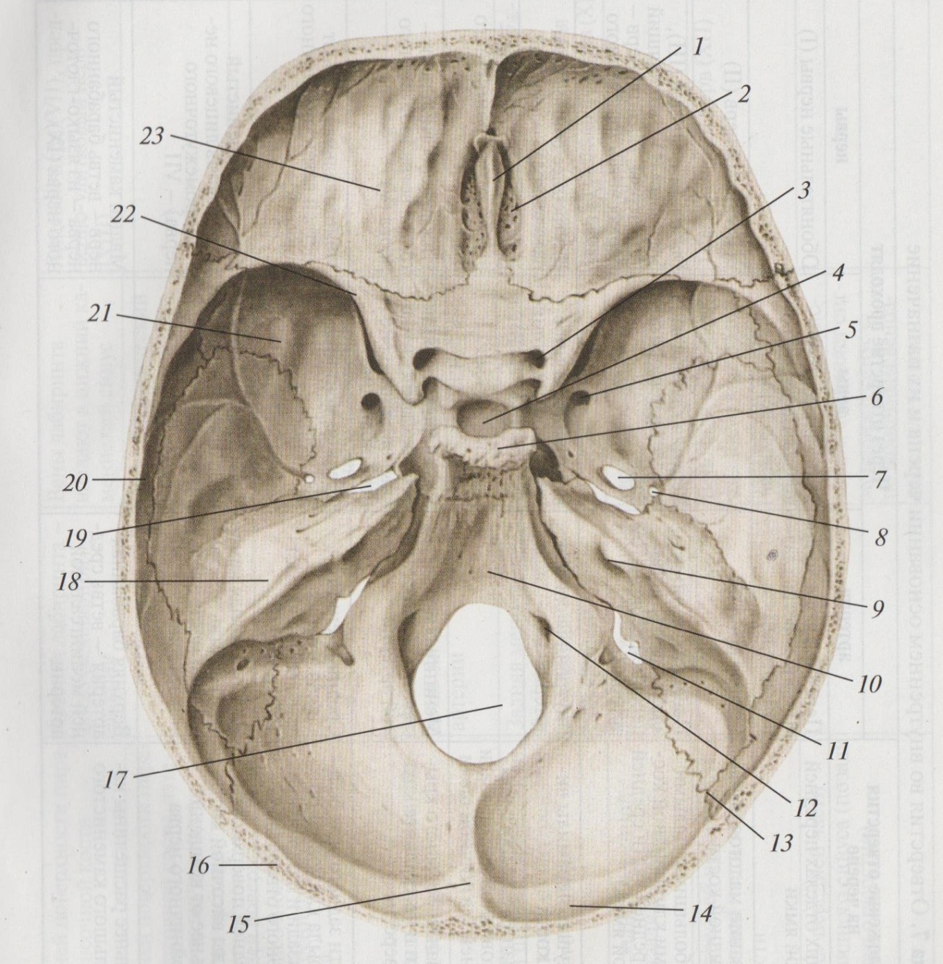 Лобные латынь. Основание черепа Черепные ямки. Основание черепа анатомия Черепные ямки. Внутреннее основание черепа анатомия. Черепные ямки анатомия внутреннее основание черепа.