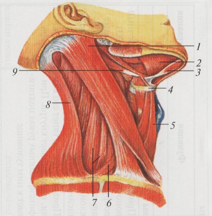 Мышцы шеи анатомия. Мышцы шеи сбоку анатомия. Мышцы шеи вид сбоку анатомия. Мышцы шеи анатомия Синельников. Мышцы шеи сзади анатомия.