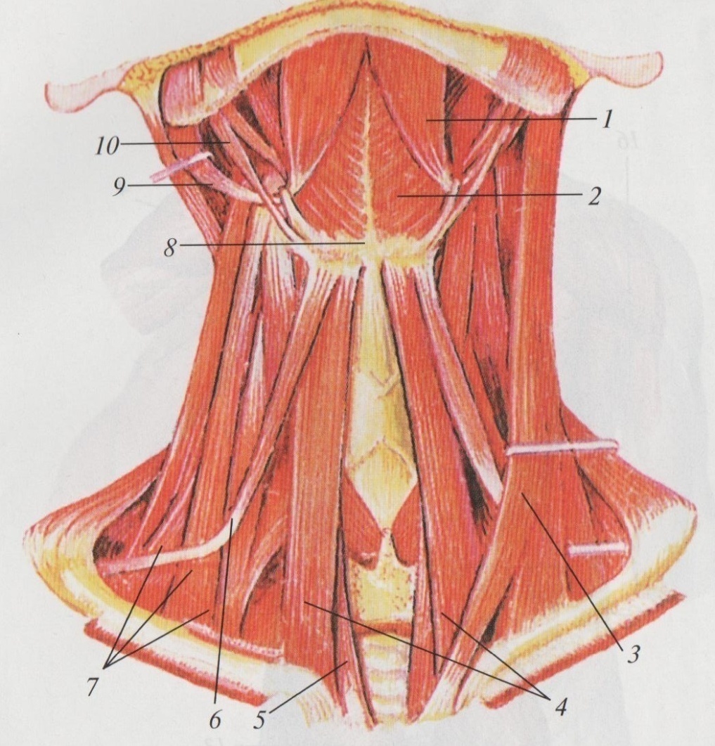 Мышцы шеи анатомия. Мышцы шеи вид спереди. Мышцы шеи вид спереди Синельников. Строение мышц шеи спереди. Поверхностные мышцы шеи анатомия.