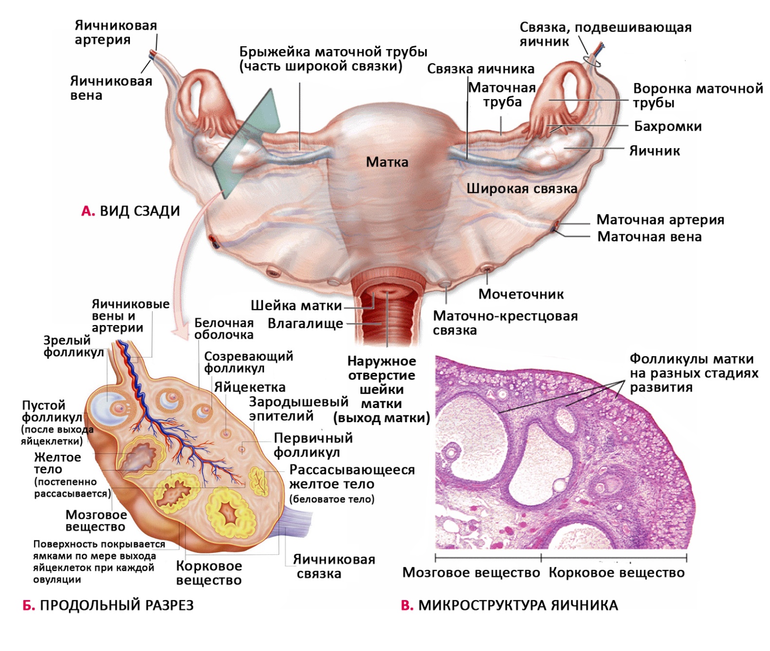 Строение наружных органов женщины. Матка придатки яичники анатомия. Женская половая система яичники. Придаток яичника и околояичник. Яичник анатомия строение внешнее.