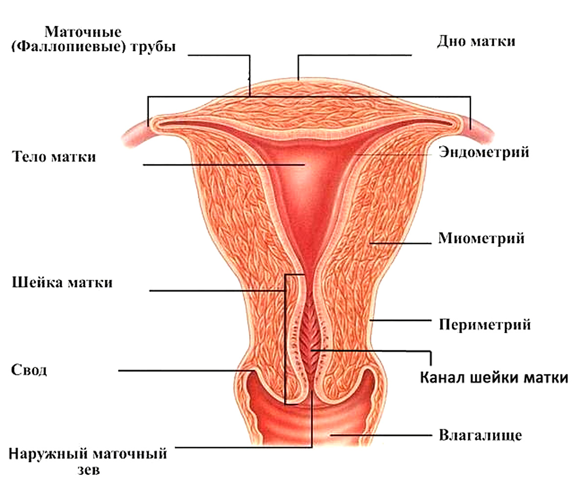 Женские эндометрии. Анатомическое строение стенки матки. Задняя стенка матки анатомия. Мышечная оболочка стенки матки располагается:. Стенки шейки матки анатомия.