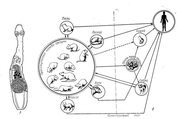 Жизненный цикл угрицы. Alveococcus multilocularis жизненный цикл. Жизненный цикл альвеококка. Альвеококк жизненный цикл. Жизненный цикл альвеококка схема.