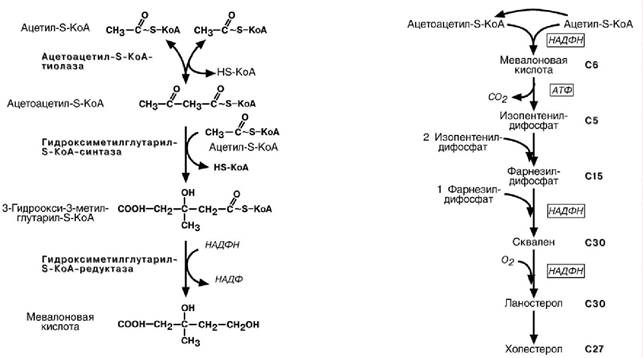 Глюкоза ацетил коа. Холестерол биохимия Синтез. Этапы синтеза холестерина биохимия. Схема реакций синтеза холестерола. Синтез холестерина схема.