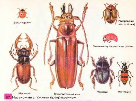 Название 1 жуков. Отряд жесткокрылые жуки. Представители Жуков 7 класс. Отряд жесткокрылые или жуки Майский Жук. Жесткокрылые жуки представители.