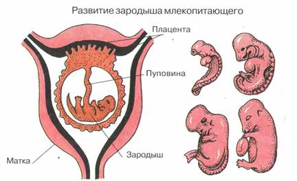 Где происходит развитие зародыша у млекопитающих