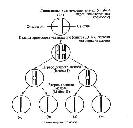 Гаплоидный набор хромосом клетки образуется в результате. Митотический цикл диплоидной клетки (схема). Диплоидный набор хромосом схема. Диплоидная клетка формула. Примеры клеток с диплоидным набором хромосом.