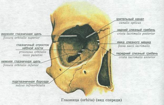 Строение глазницы кости. Глазница черепа анатомия. Верхняя глазничная щель (fissura orbitalis Superior). Строение глазницы анатомия. Глазничная кость анатомия.