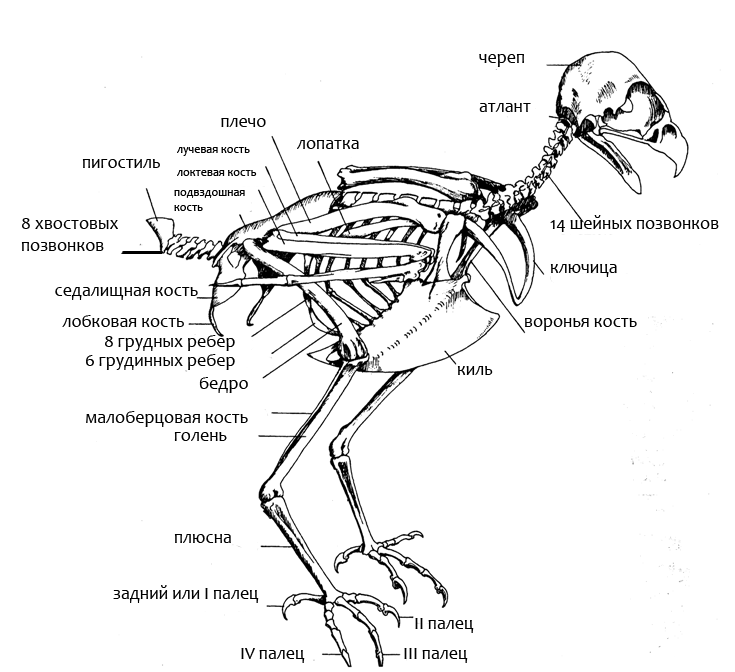 Особенности строения скелета в жизни птицы. Строение скелета индюка. Строение скелета курицы спереди. Строение дневных хищных птиц. Строение скелета туловища птицы.