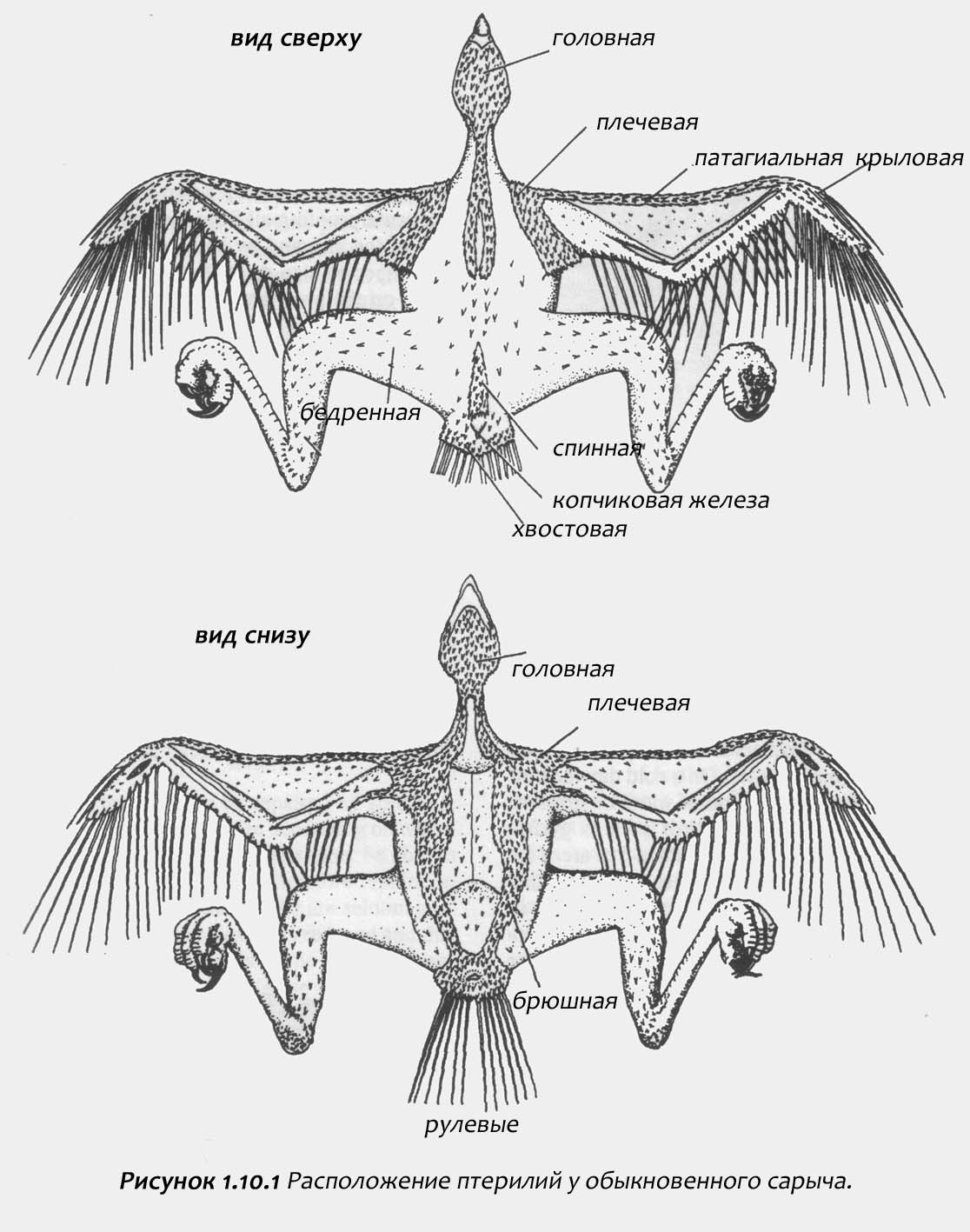 Внутреннее строение орла. Мышечная система птиц строение. Строение скелета стрижа. Строение крыла птицы. Хвост птицы строение.