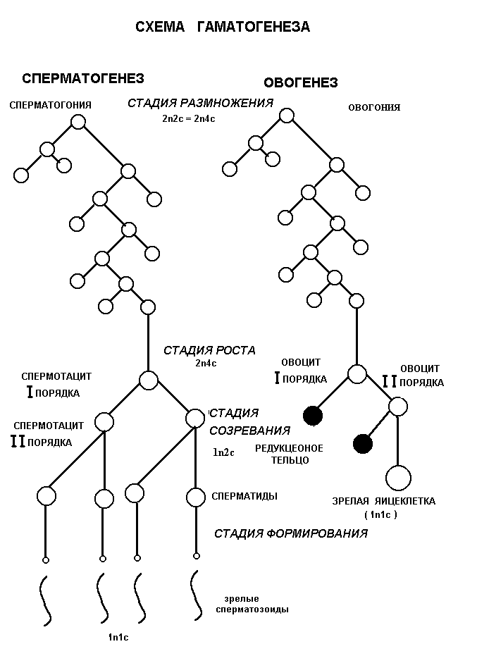4 этапа сперматогенеза. Схема основных этапов сперматогенеза и овогенеза. Схема сперматогенеза и овогенеза. Схема сперматогенеза крыс. Сперматогенез картинка.