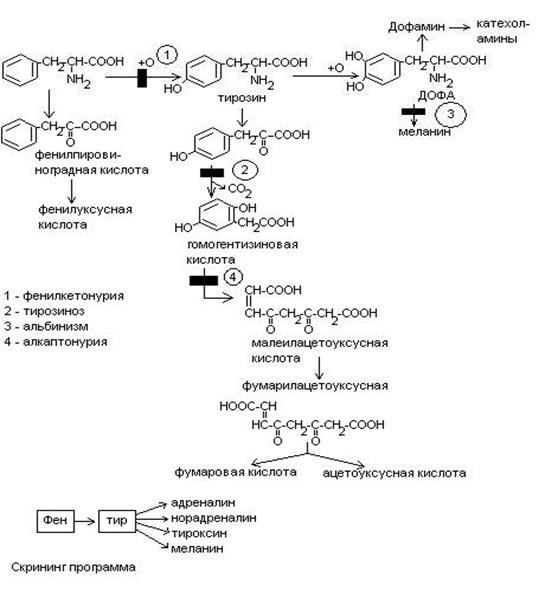 Фенилаланин биохимия. Фенилаланин тирозин схема. Синтез тирозина из фенилаланина реакция. Реакции обмена фенилаланина и тирозина. Схема метаболизма фенилаланина.