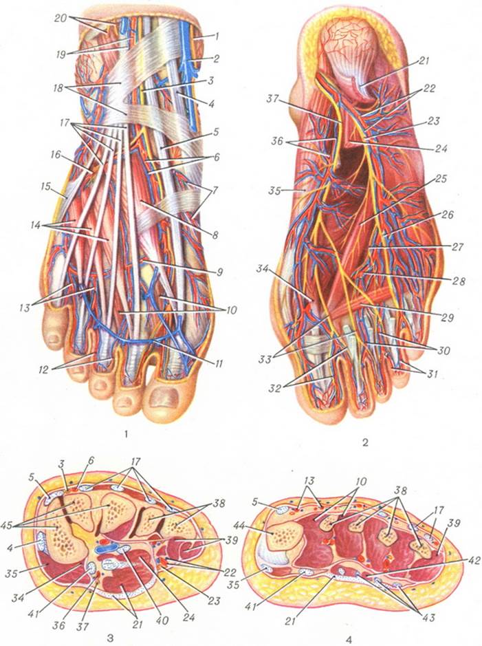 Строение стопы анатомия. Стопа анатомия человека кости связки сухожилия. Подошвенная поверхность стопы анатомия кости. Стопа анатомия мышцы и нервы. Анатомия тыльной поверхности стопы.