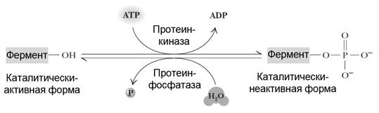 Регуляция активности ферментов ковалентная модификация. Схема реакции фосфорилирования фермента. Фосфорилирование белков схема реакции. Регуляция с помощью белок-белковых взаимодействий схема. Регуляция активности ферментов путём белок-белковых взаимодействий.