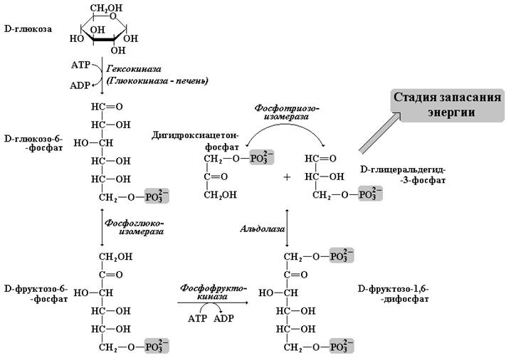 Аэробное фосфорилирование глюкозы. Глюкозо 6 фосфат реакции. Глицеральдегид 6 фосфат. Глюкоза глюкозо - фосфат фруктоза. Субстратное фосфорилирование Глюкозы.