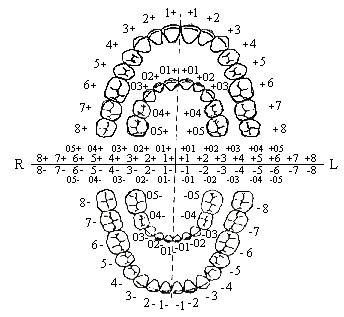 Как нумеруются зубы в ротовой полости фото