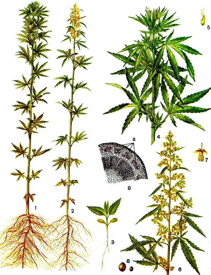мужские женские растения марихуаны