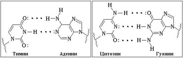 Водородный связи между аденином и тимином. Гуанин цитозин Тимин аденин связи. Аденин и Тимин водородная связь. Аденин и гуанин связь. Тимин гуанин комплементарность.