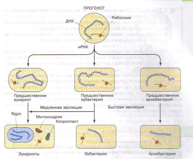 Эволюция эукариотических организмов