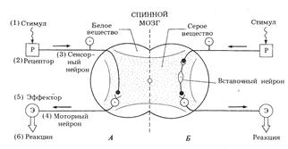 Доклад по теме 'Рефлекторное кольцо' А.Ф. Самойлова