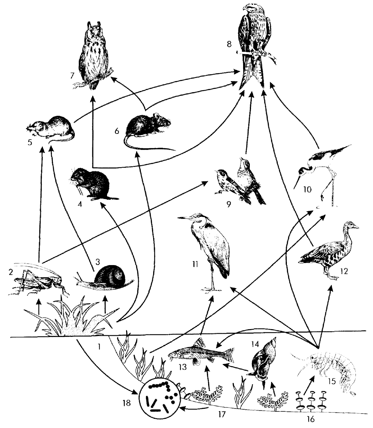Консументы болота. Схема пищевой сети. Пищевая сеть 5 класс биология. Пищевая цепь трофическая цепь продуценты консументы. Трофическая цепь леса.