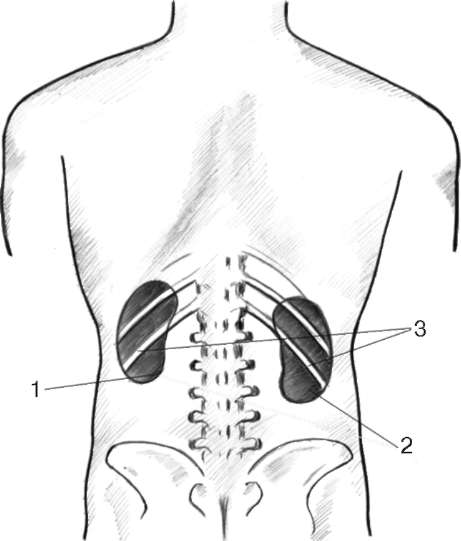 Где находятся почки у человека. Скелетотопия почек анатомия. Где находятся почки сзади. Топография почек у человека. Схема расположения почек у человека.